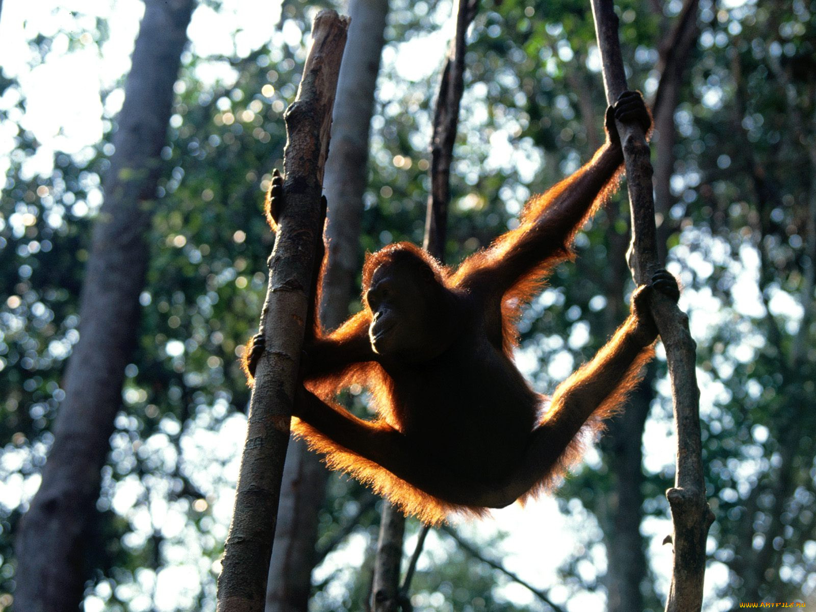 hang, time, bornean, orangutan, , 